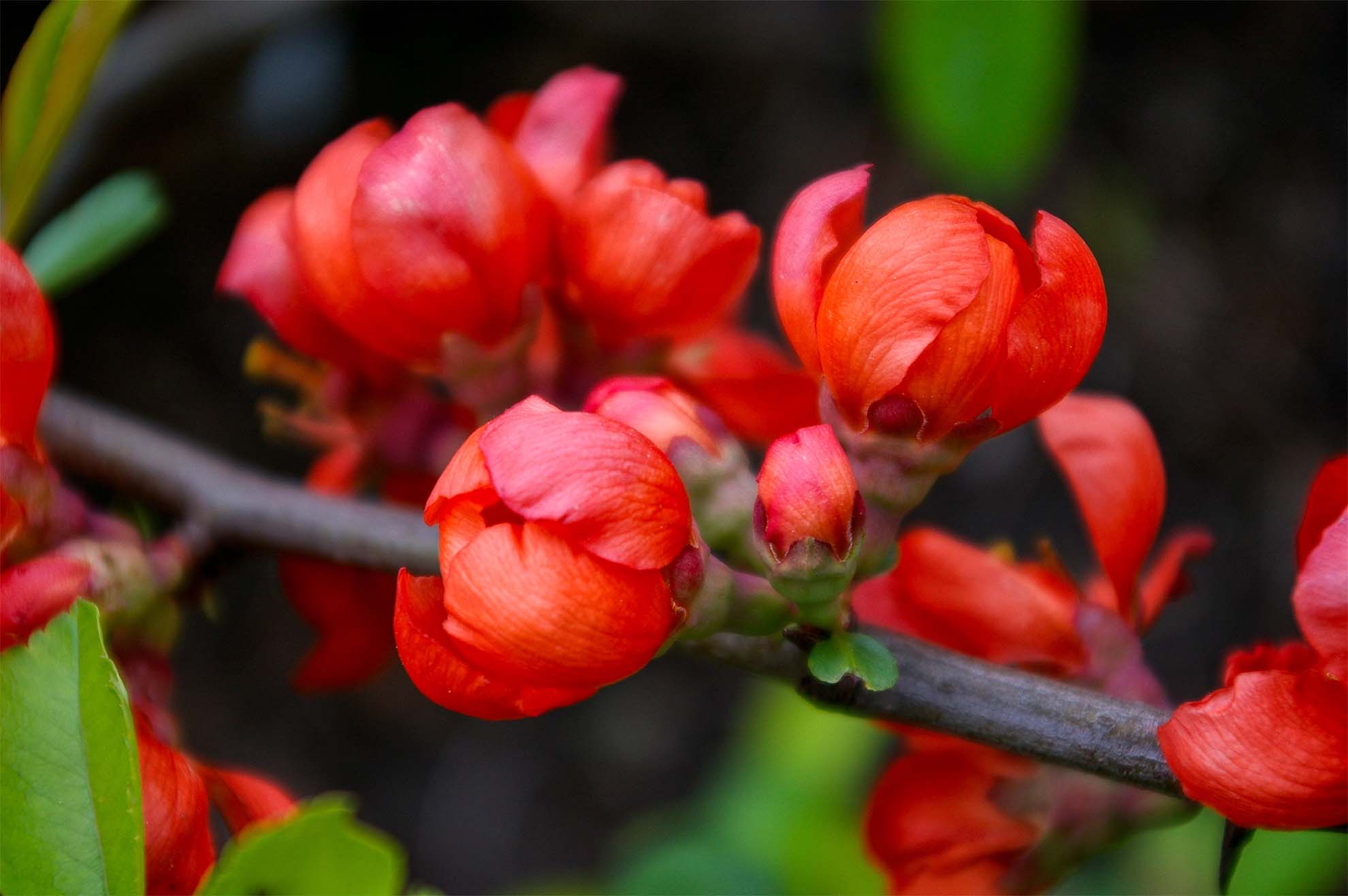 garden image